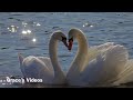 Loving Machine Tv Girl Slowed