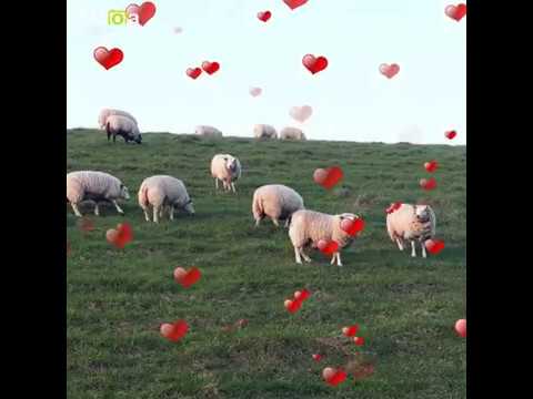 Ferienhaus Kronprinz Promo 08 2019