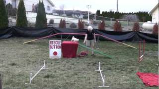 America's Got Talent Funniest Dogs