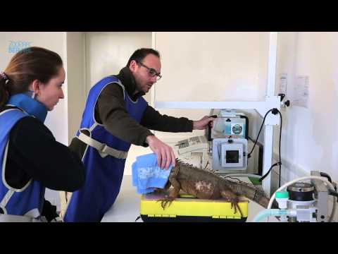 comment soigner un iguane