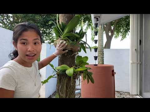 Phalaenopsis Orchids On trees Project, outdoor orchids,