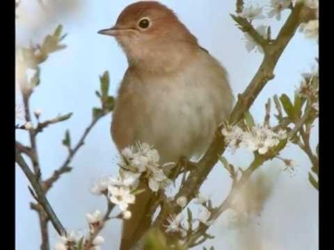 Άκου τ' αηδόνια... Μαίρη Λίντα