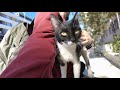 Super Cute Tuxedo Cat Jumps On My Lap And Shows Affection