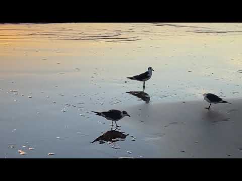 Birds enjoying at the beach 🏖