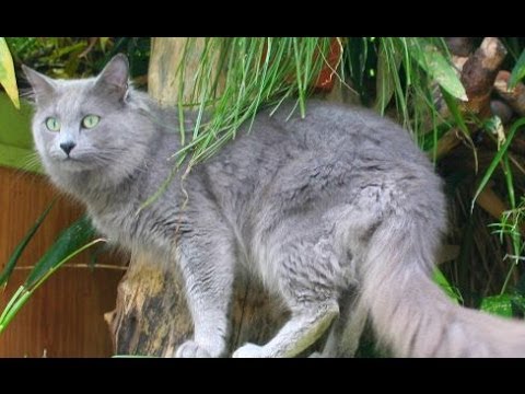 Animal Planet  :  Cats 101 ~ Nebelung