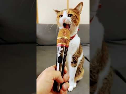 Cat Singing In Mic 🎤🎙️🎤🎙️