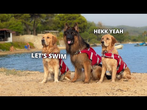 My Dogs Go On A Beach Trip For The First Time