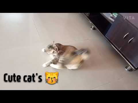 The Rounding cat's 😽😽😽| Shaikh firdous