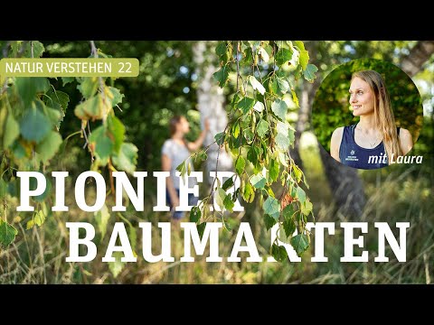 Was sind Pionierbaumarten?