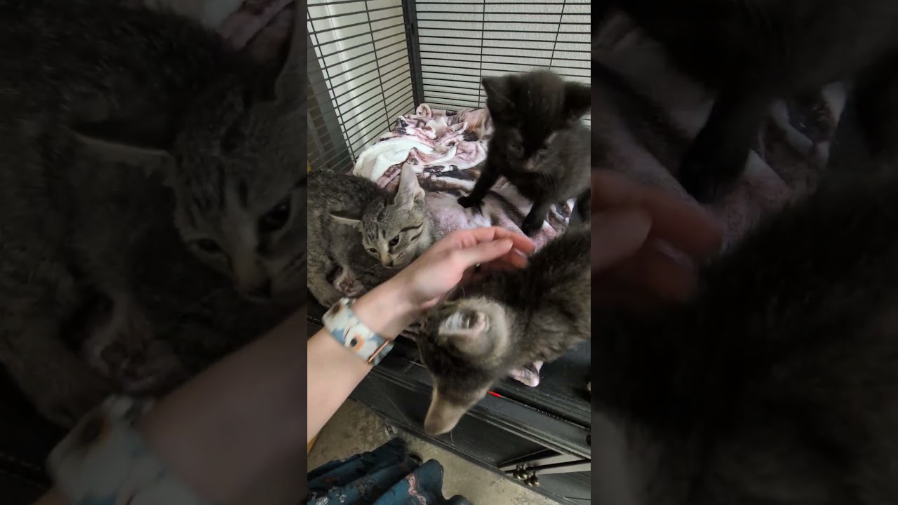 Enlarge Hershey, a Adoptable Domestic Short Hair in Mount Carmel, IL video 3/3