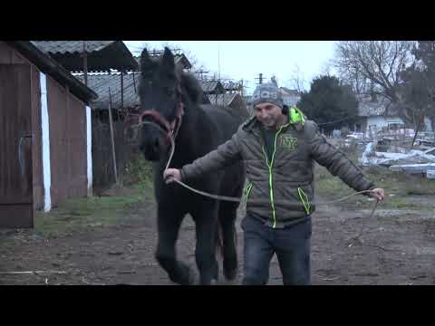 Caii lui Adi de la Tampa, Hunedoara - 2022 Nou!!!