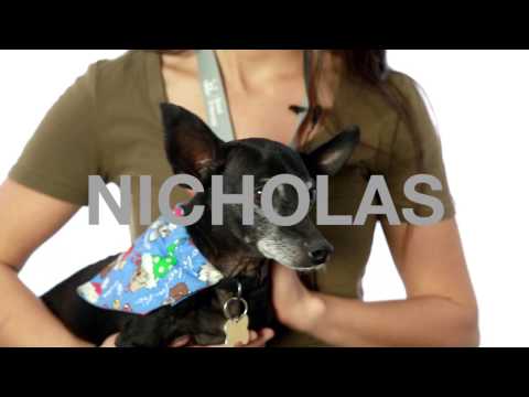 Nicholas, an adopted Chihuahua & Manchester Terrier Mix in Pasadena, CA_image-1