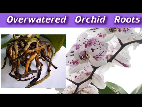 Overwatered Orchid Roots - Rotten Orchid Roots - How To Save An Orchid