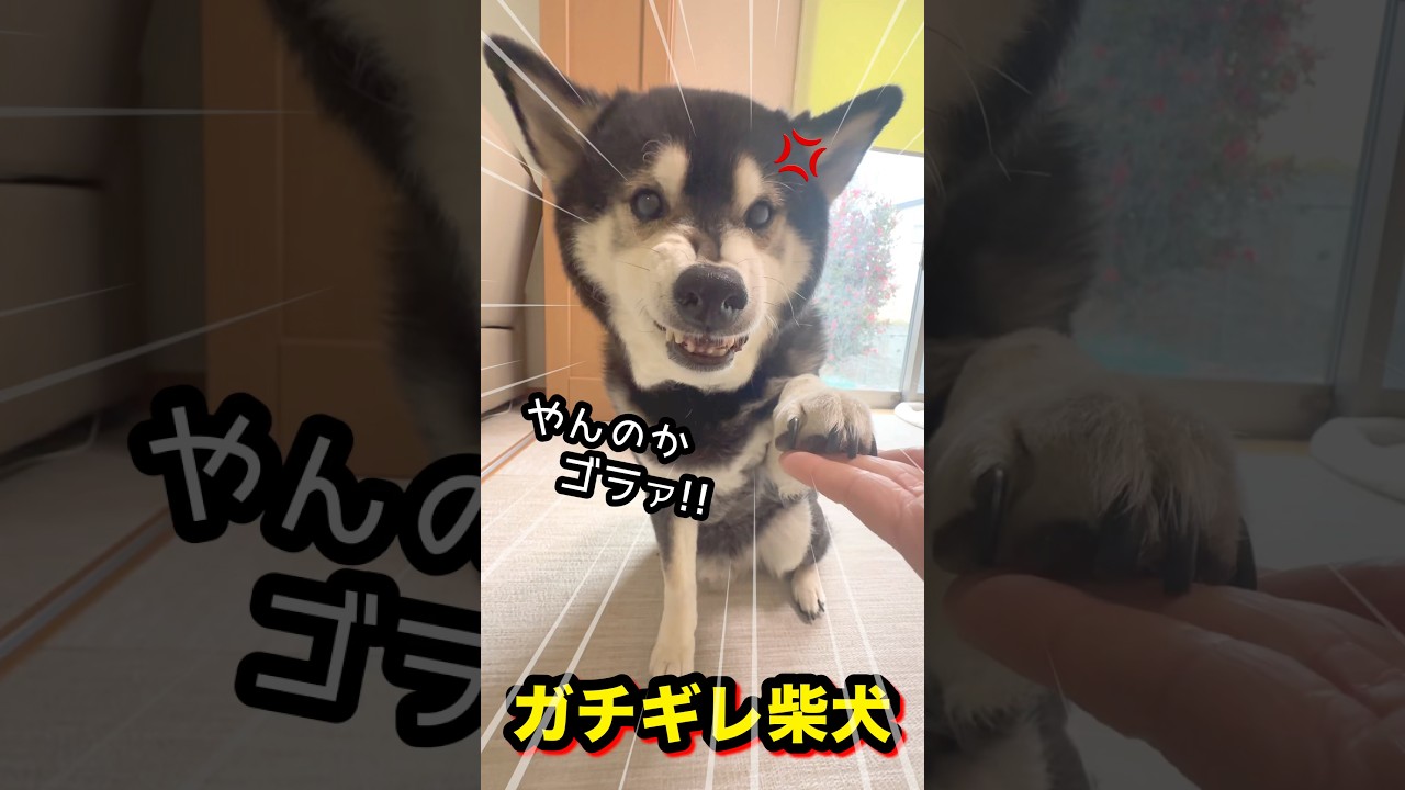 ガチギレ柴犬