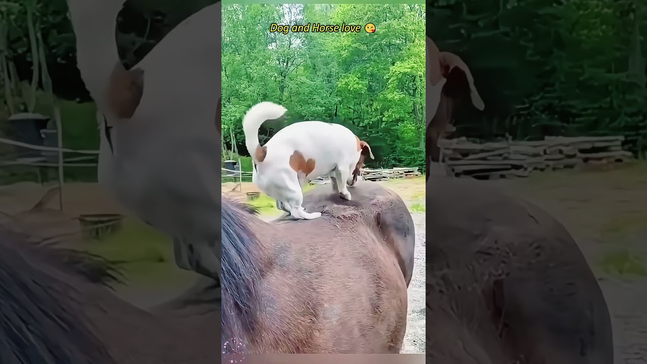 Cutest Dog + Horse Moments You’ll Ever See #cuddleclones #horsevideo #dogvideos #horseusa