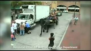 Top 10 Runaway Animals