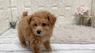 トイプードルの動画01