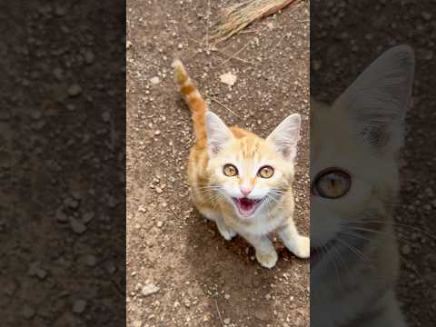 cat video ! cat voice ! cat sound ! cat meowing #shorts #short #youtubeshorts #cat #cats #catsound