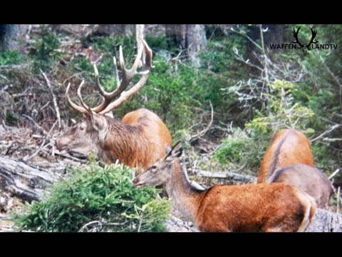 Hirschjagd im Gebirge / CZECH Red Stag Rut