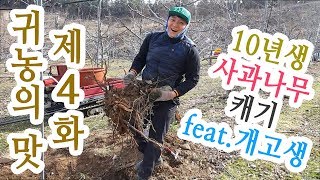 10년된 사과나무캐기