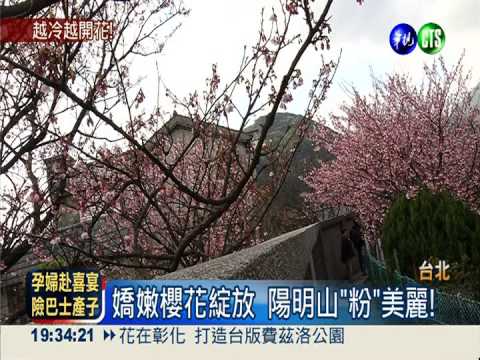 陽明山櫻花盛開 再冷也踏青賞花