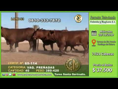 20-11-19 - Venta de Vientres - Remate Televisado de Colombo y Magliano S.A. - S. del Estero