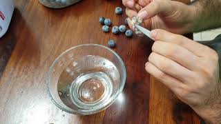 How to collect Blueberry seeds TWO Methods - Blueberry Seeds
