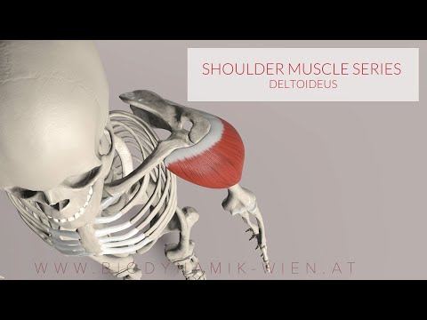 Deltoid Muscle: Shoulder Muscle Series, 13 (3D Animation)