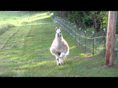 Les lamas nous chargent ! Des appels de lamas qui marchent - pas une attaque ou de l'humour, juste mignon !