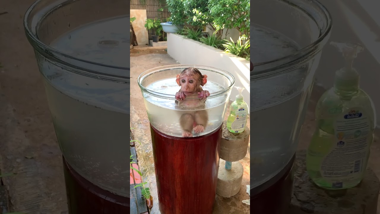 352# After Bathing Monkey Need Towel
