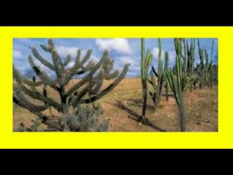 Asa Branca video