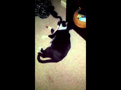 Luna and the black sock