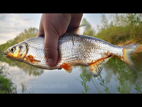 Czas na podsumowanie #tajnamiejscówka odc. 9 / wędkarstwo spławikowe