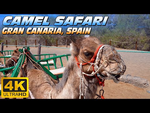 Camel Safari Maspalomas (Gran Canaria - Spain)