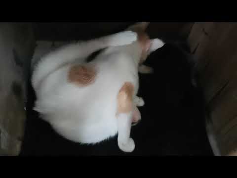 Vilo, Mirrusquita 03