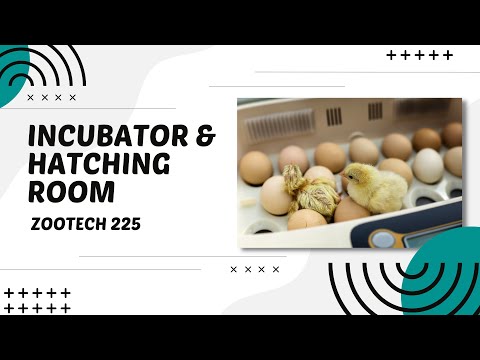 POULTRY 1 | Incubator Room, Hatching Room | Module 26.6, 26.7 (Student Output)