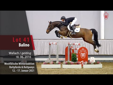 Winterauktion Reitpferde & Reitponys Lot 41 Balino Wallach v. Blockbuster -   Cartani
