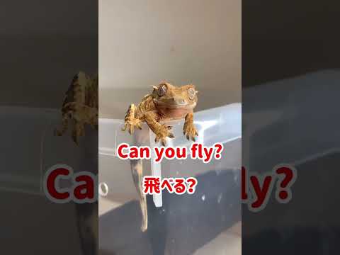 Rhacodactylus ciliatus 範囲マップ.jpg