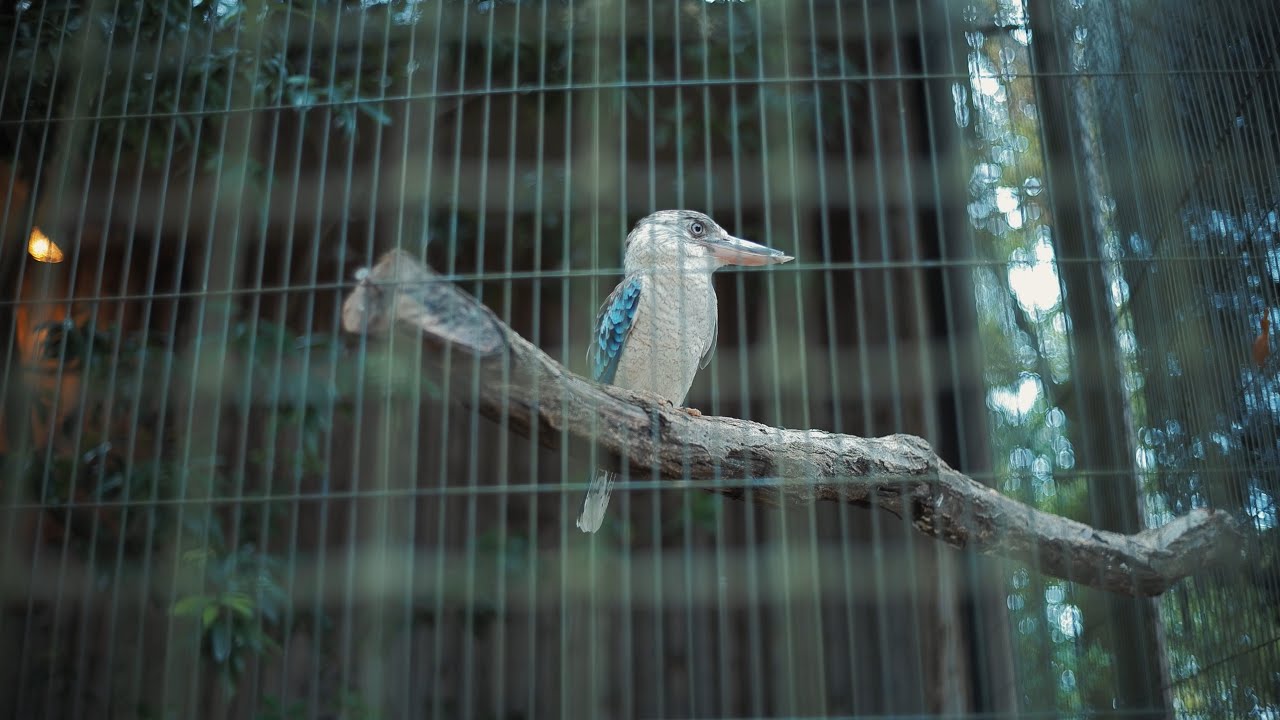 スナップ動画_Snapvideo「ワライカワセミの微笑み」