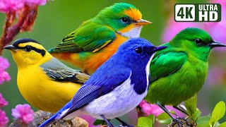 Most Beautiful Field Birds | Serene Melodies | Peaceful Birdsong | Relaxation Sounds | Stress Relief