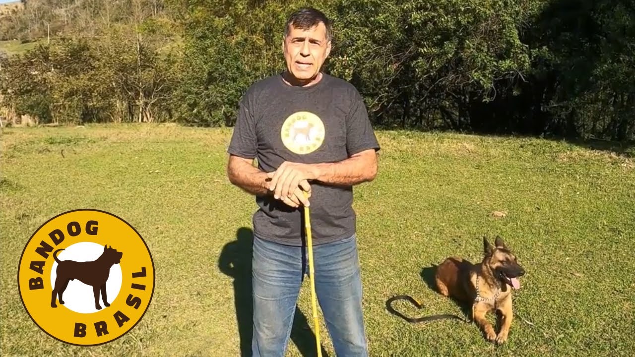 Corrigindo o cão que se adianta na hora do passeio