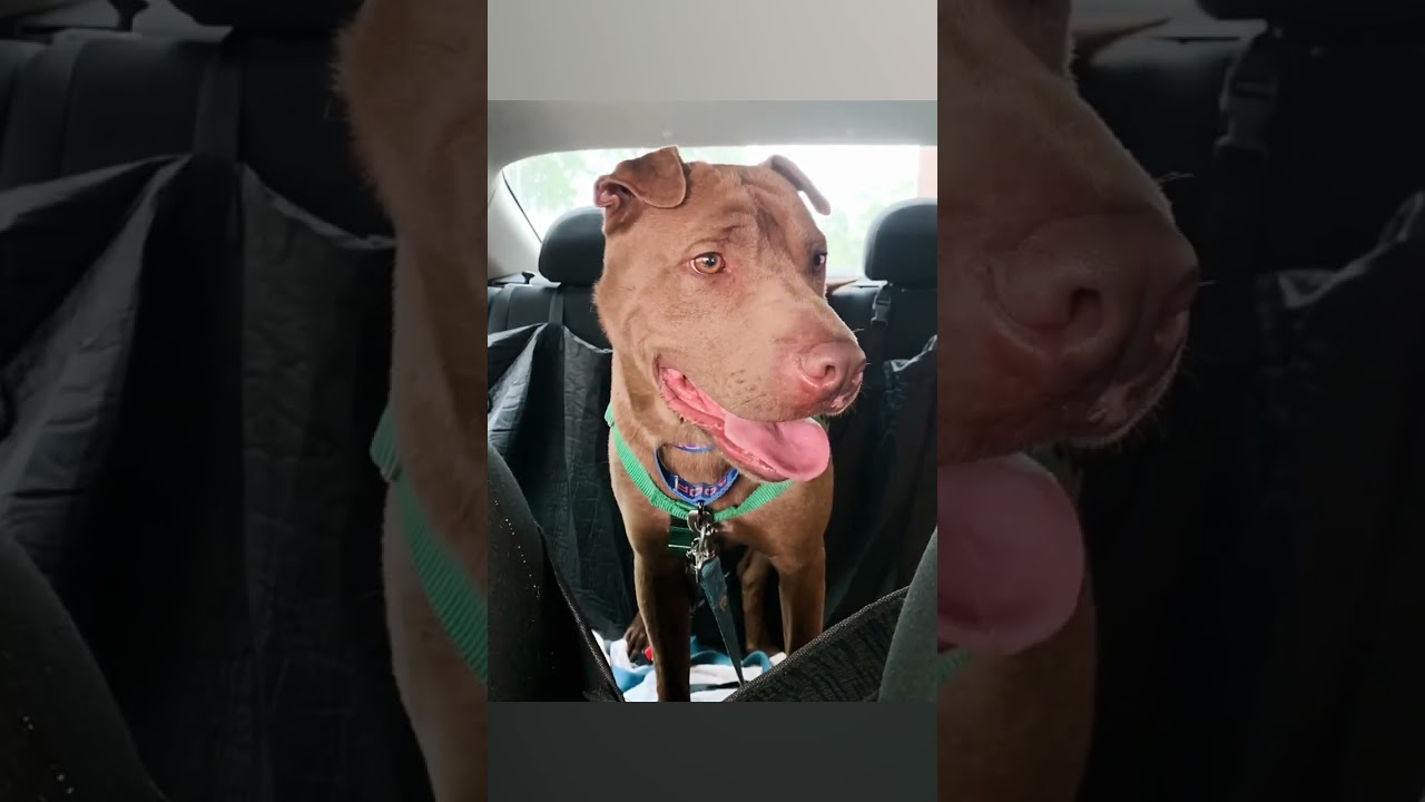 Enlarge Trapper, a Adoptable mixed breed in Austin, TX video 6/6