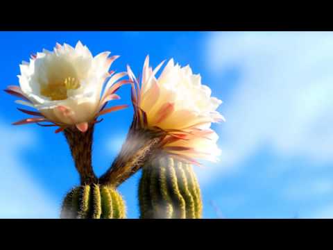 anubasu-anubasu - Materialize Anything [BOFU2016]