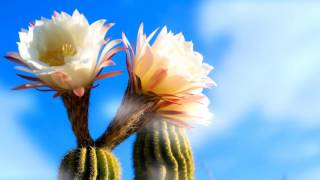 Cover art for Materialize Anything