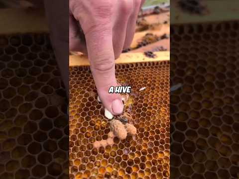 Why Beekeepers Break Up Bee Fights