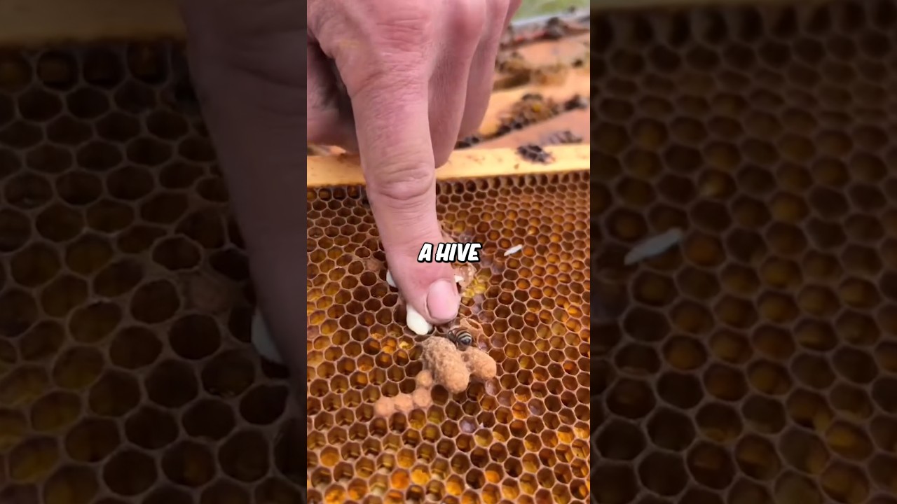 Why Beekeepers Break Up Bee Fights