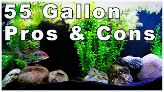 55 Gallon Aquarium Pros and Cons: Should You Buy O