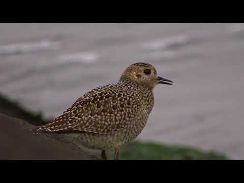European Golden Plover (Pluvialis apricaria) calling