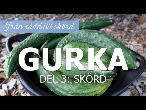 Gurka från sådd till skörd – Del 3: Skörd
