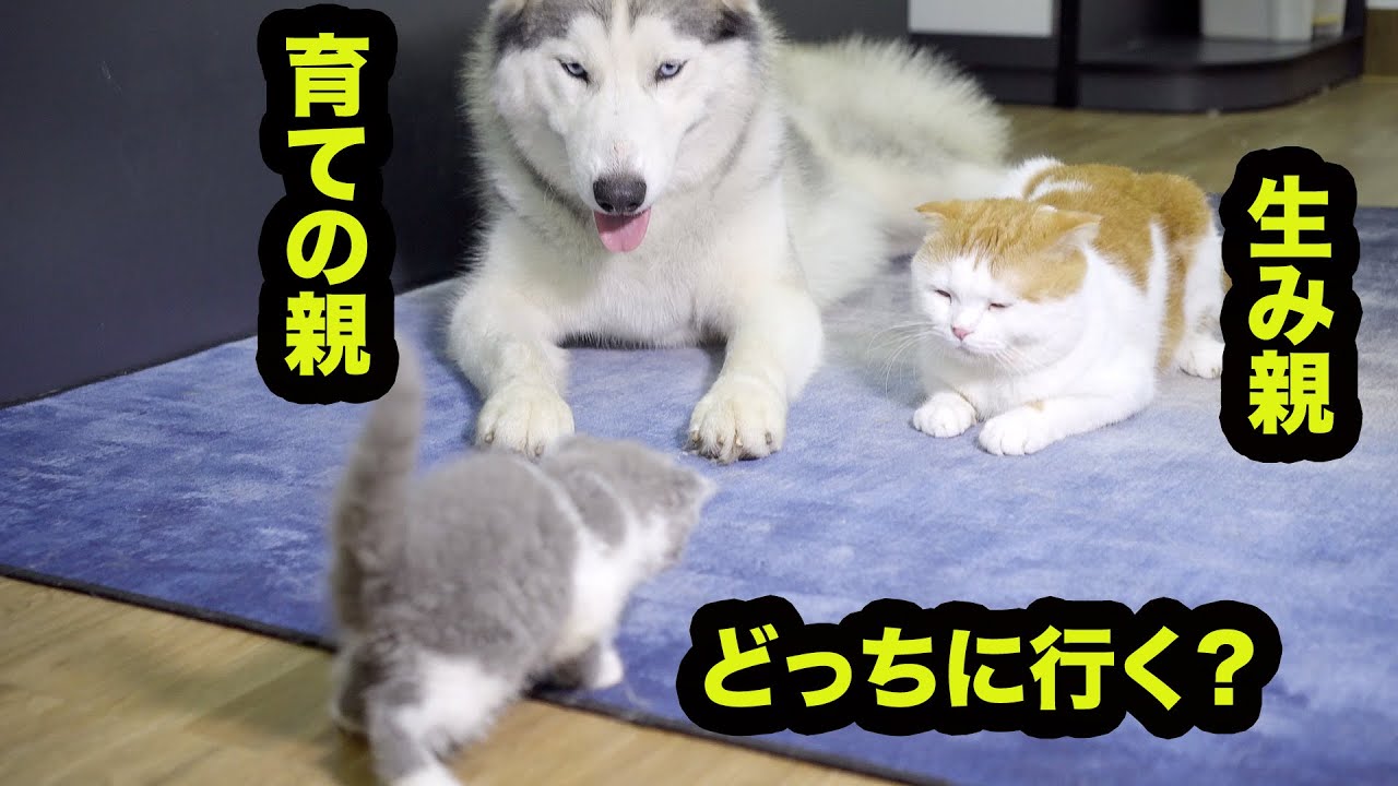 もしも子猫の前に生みの親と育ての親がいたら、どっちに向いて行くのか？
